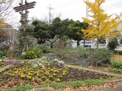 久喜花ボランティア花の輪会（吉羽児童公園）