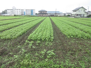 赤花そば写真遠景