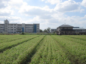 赤花そば写真遠景