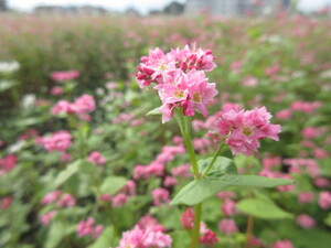 赤花そば写真近景