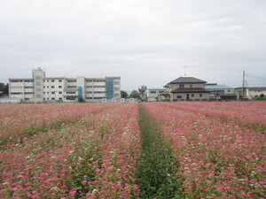 赤花そば写真遠景