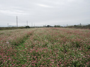 赤花そば写真遠景