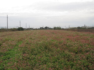 赤花そば写真遠景