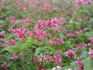 赤花そば写真近景