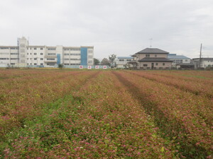 赤花そば写真遠景