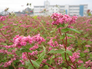 赤花そば写真近景