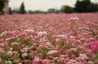 写真　赤花そば