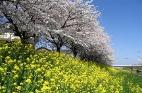 写真　桜