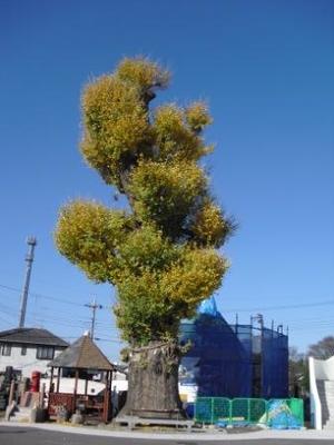 写真　清福寺の大イチョウ